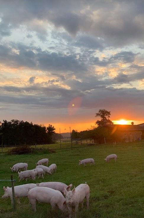 Weideschweine auf der Weide im Abendlicht