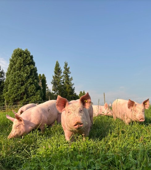 Weideschweine im hohen Sommergras