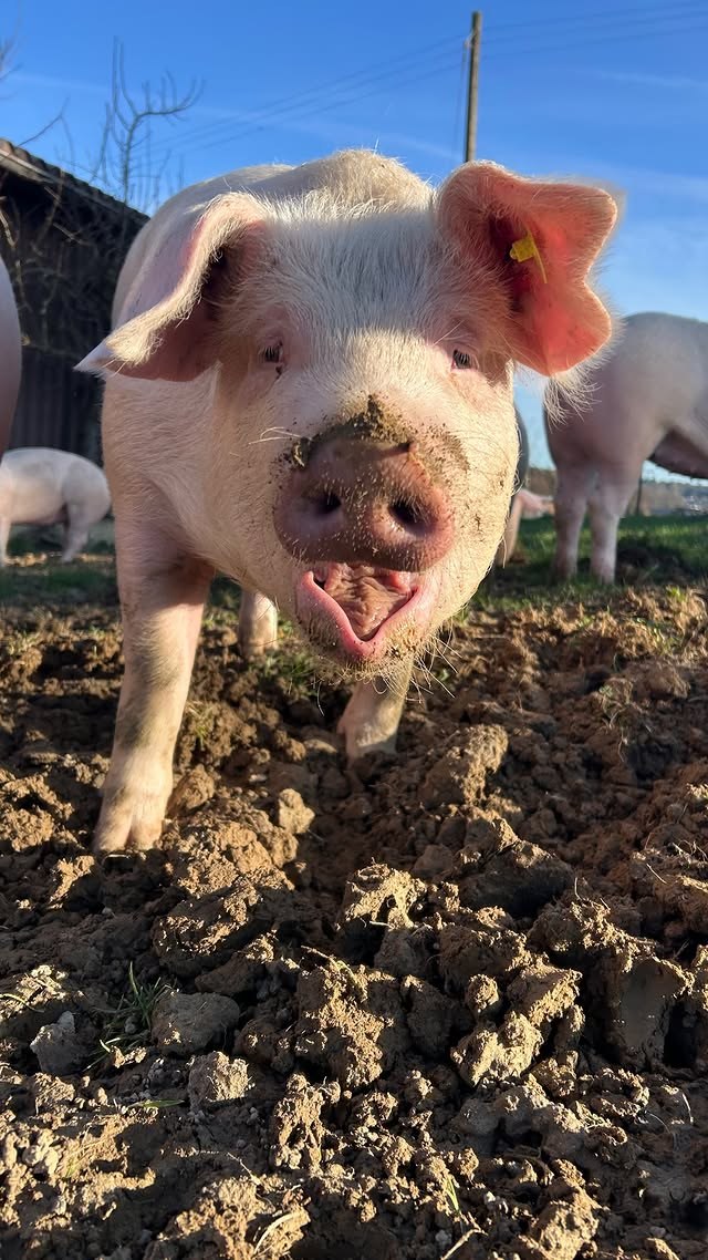 Weideschwein beim Wühlen im Boden